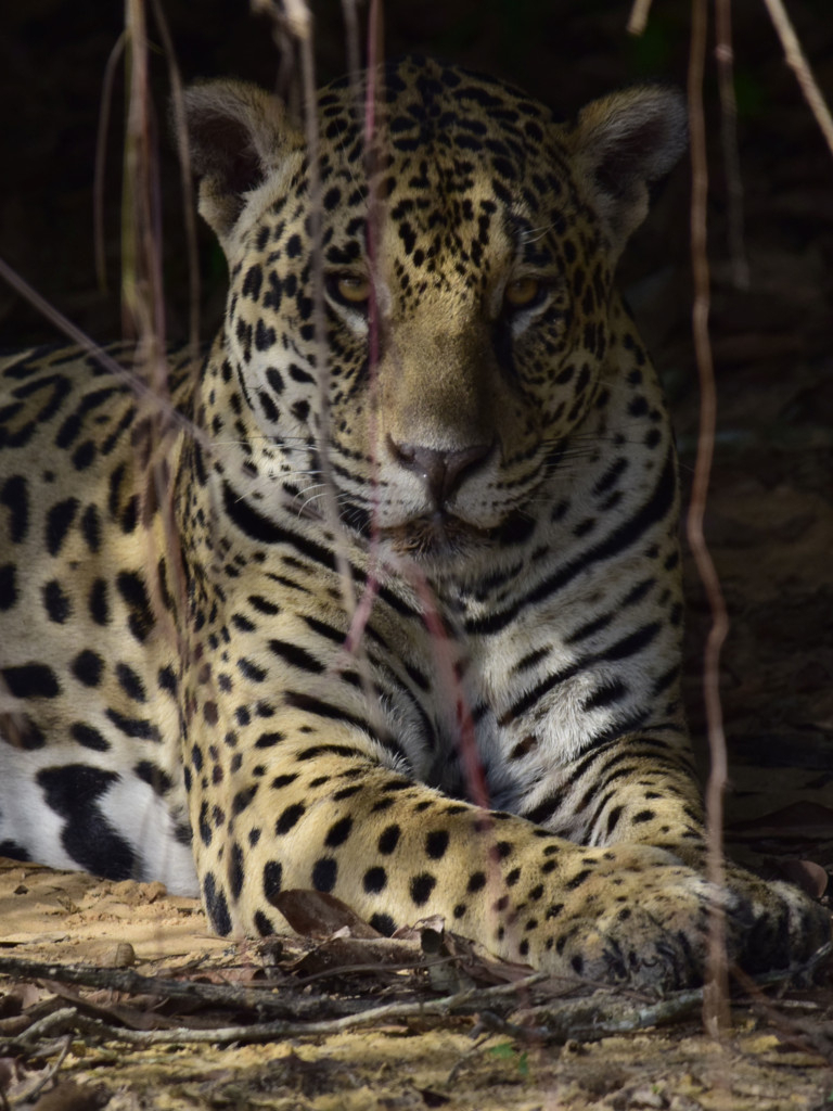 Tierra De Jaguares Sincroguia Tv