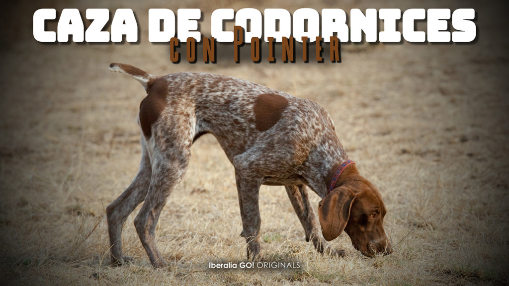 Caza de codornices con Pointer