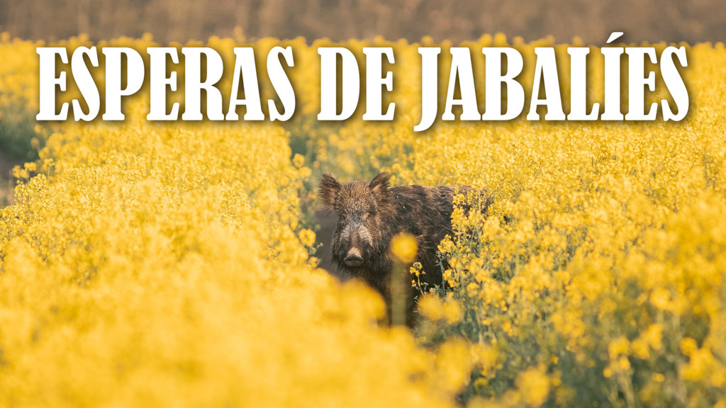Jabali en espera