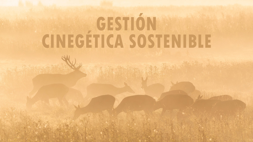Gestion Cinegetica Sostenible
