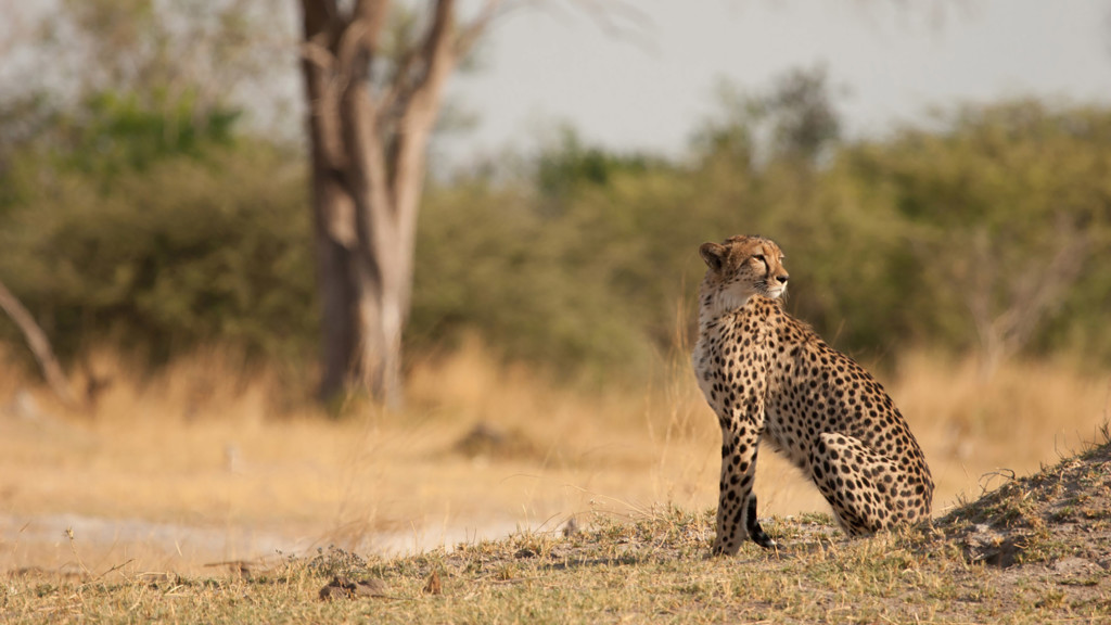 Safari letal