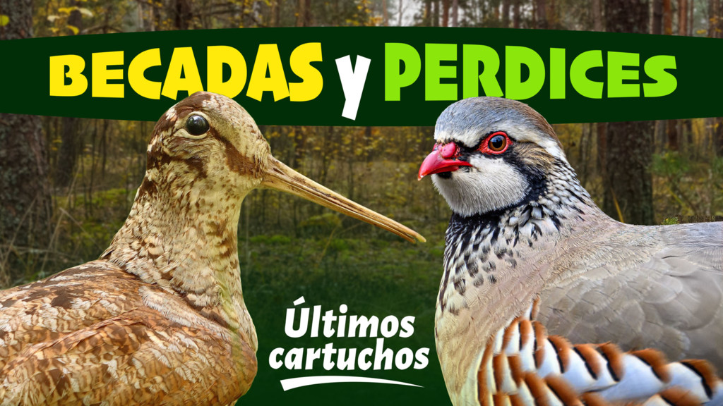 Becadas y perdices, últimos cartuchos