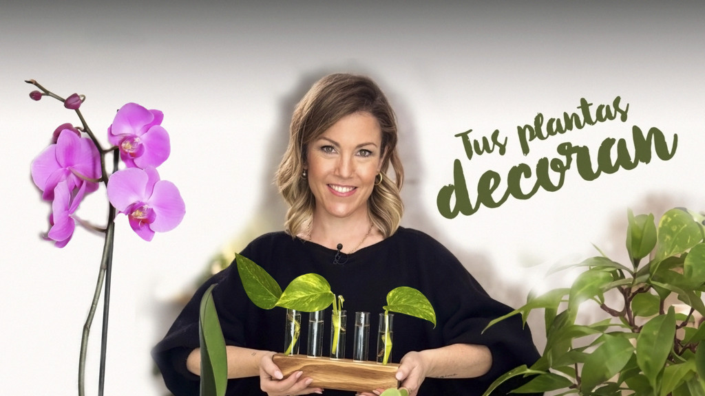 Tus plantas decoran