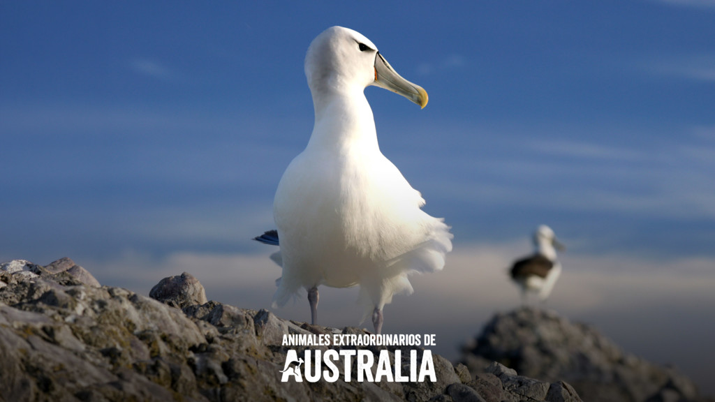Animales extraordinarios de Australia