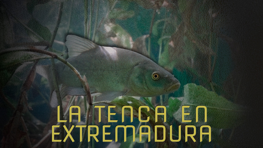 La Tenca En Extremadura