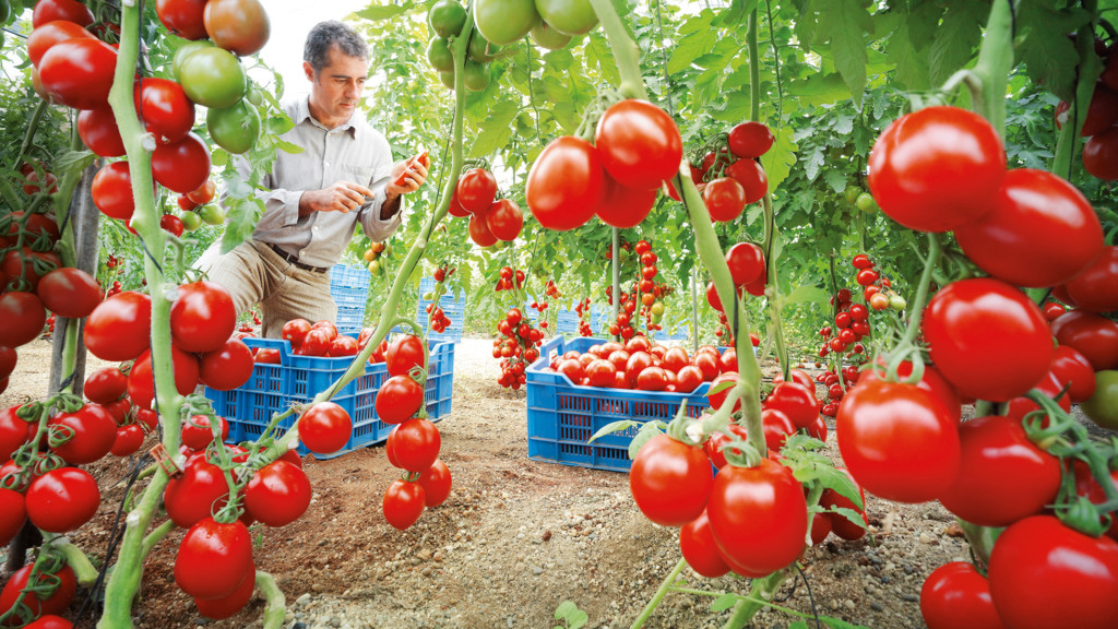 Diario de campo