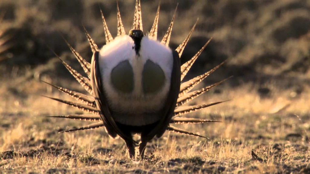 Los grandes bailarines de la naturaleza