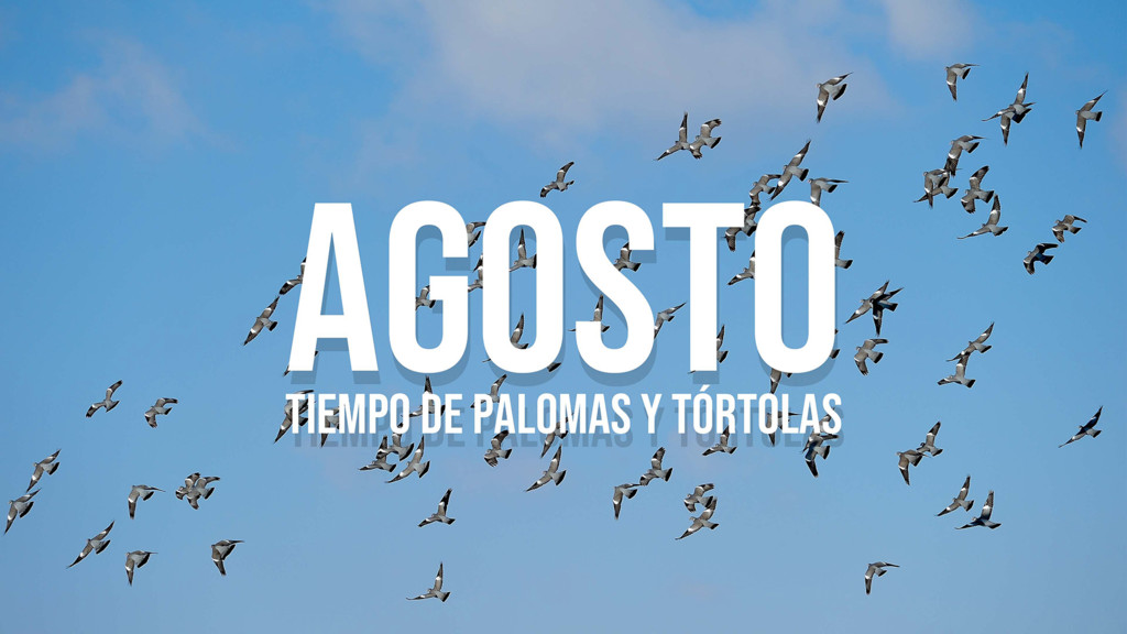 Agosto Tiempo De Palomas Y Tortolas