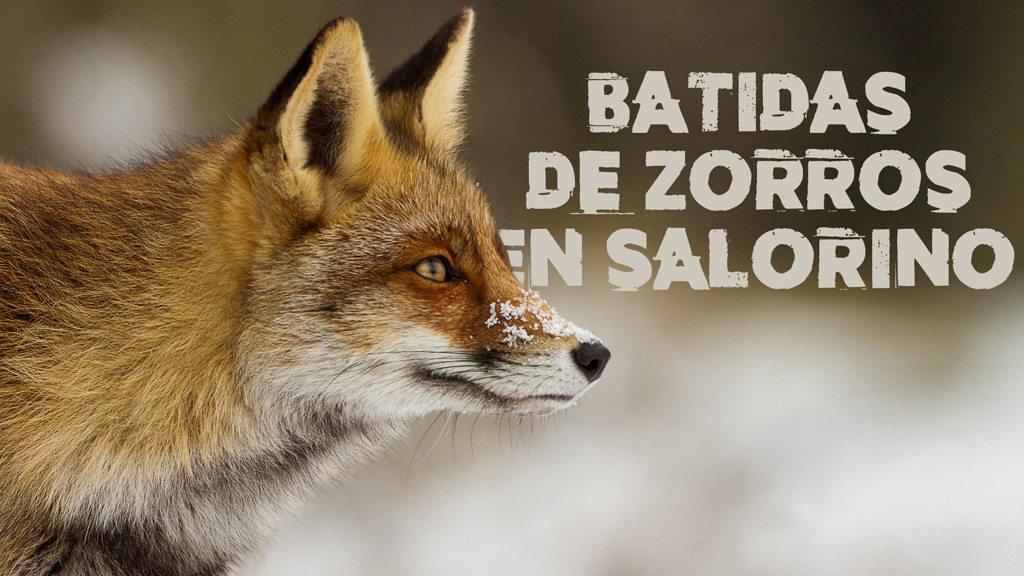 Batidas De Zorros En Salorino