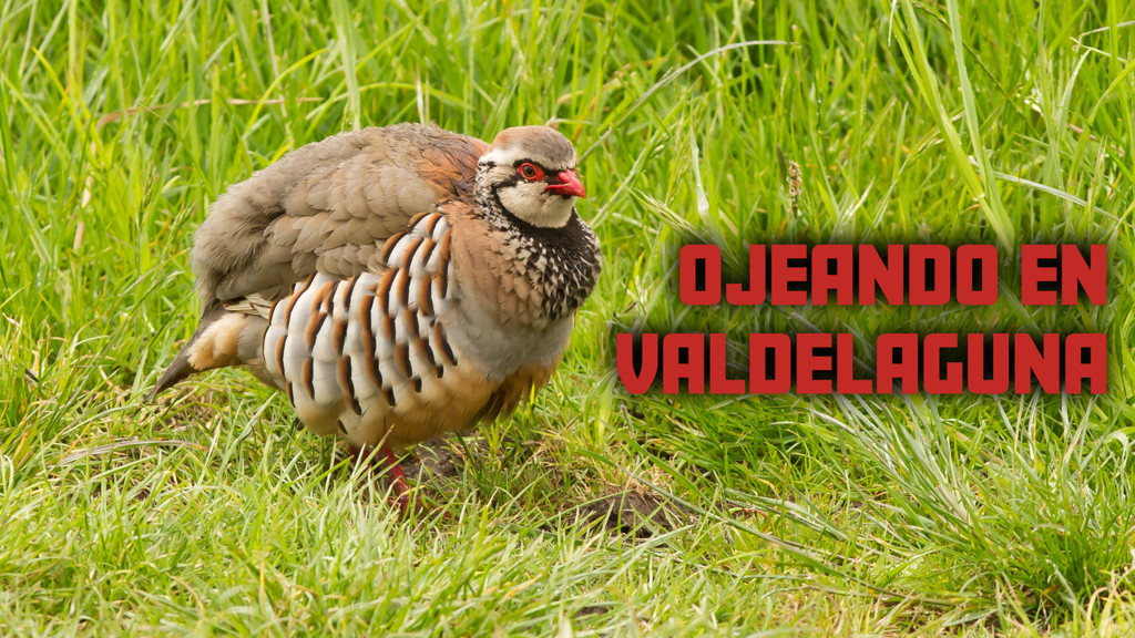 Ojeando En Valdelaguna