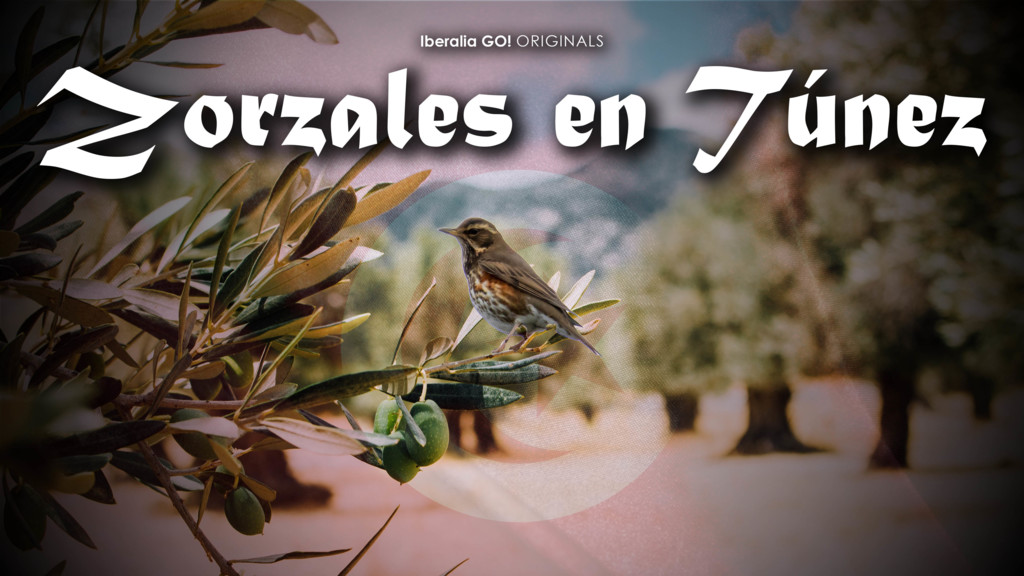 Zorzales en Túnez