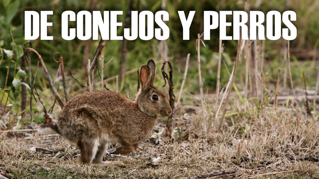 De Conejos Y Perros