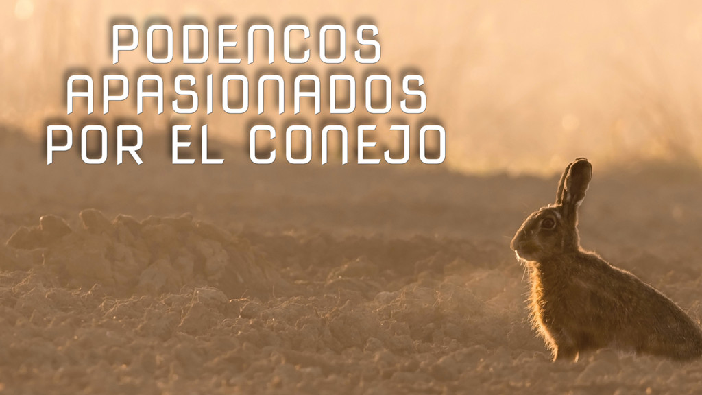 Podencos Apasionados Por El Conejo