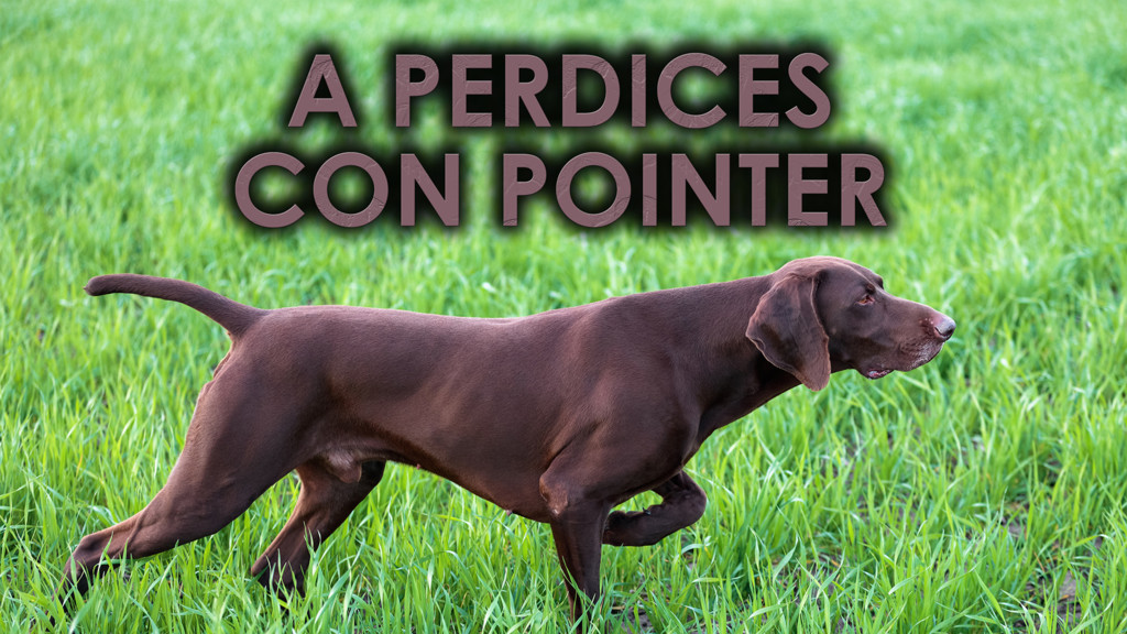 Perdices al sur de Mallorca con pointer