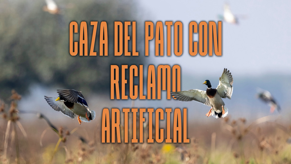 Caza del pato con reclamo artificial