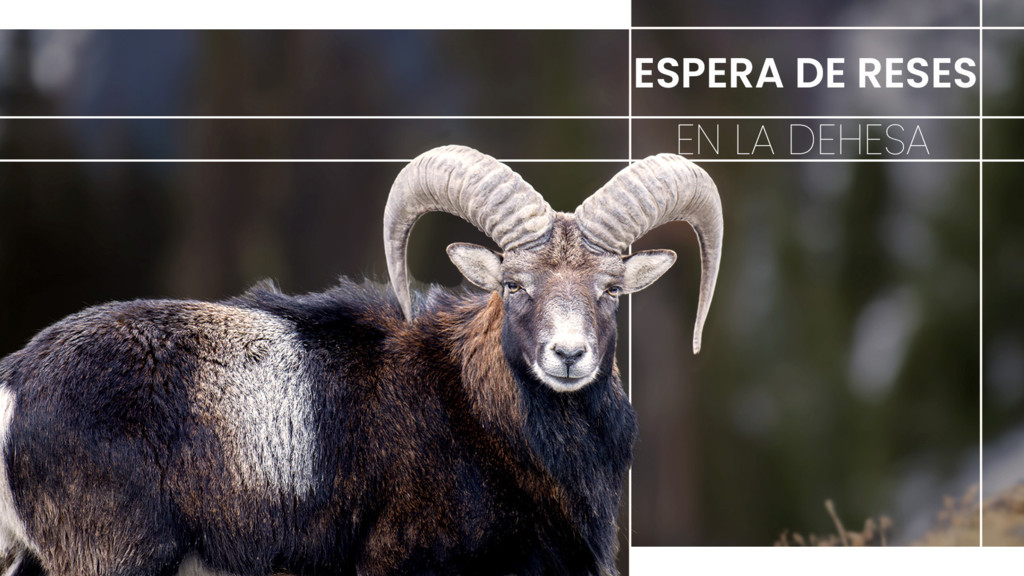 Espera de reses en la dehesa