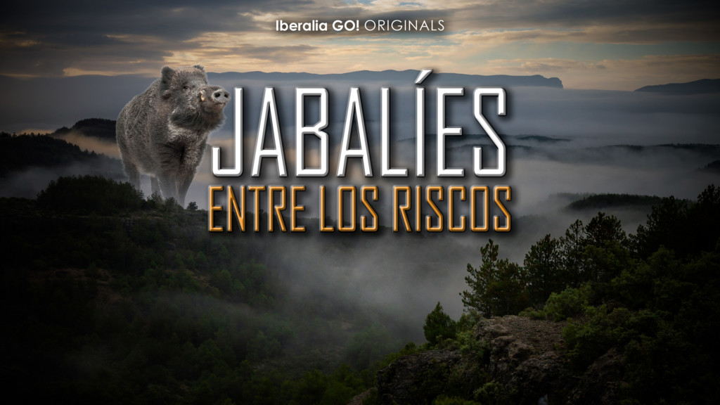 Jabalies entre los riscos