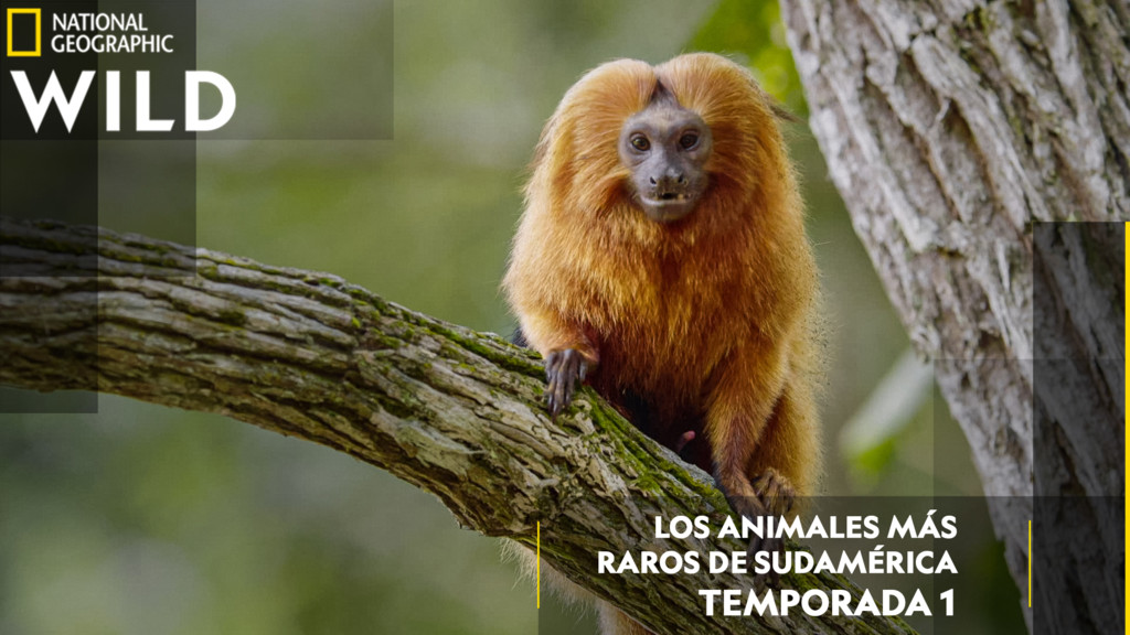 Los animales más raros de Sudamérica
