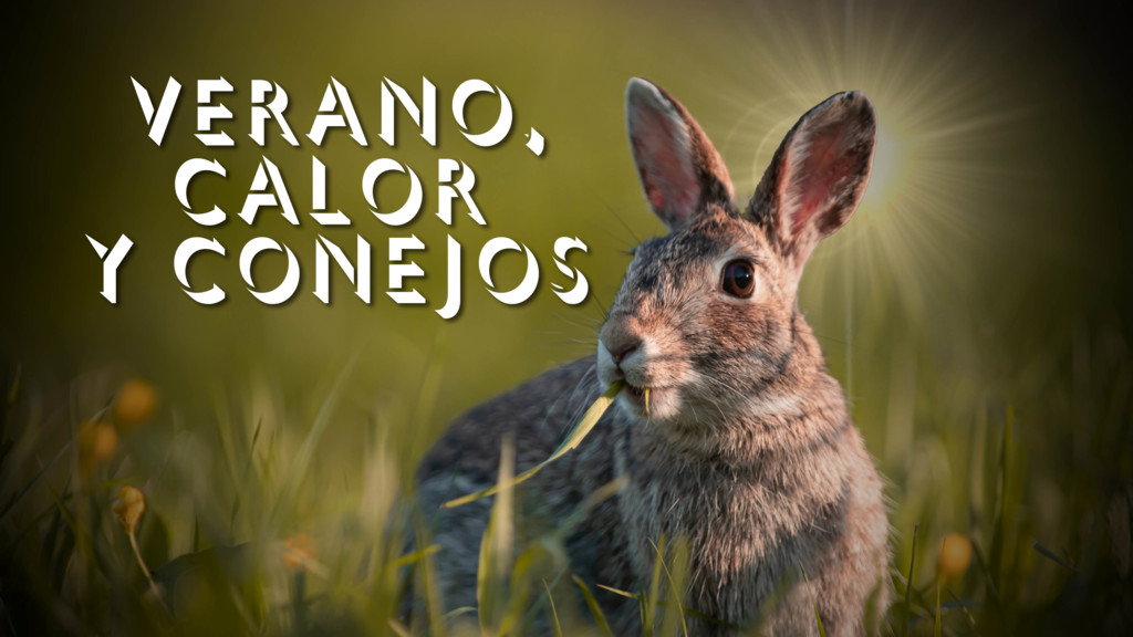 Verano, calor y conejos