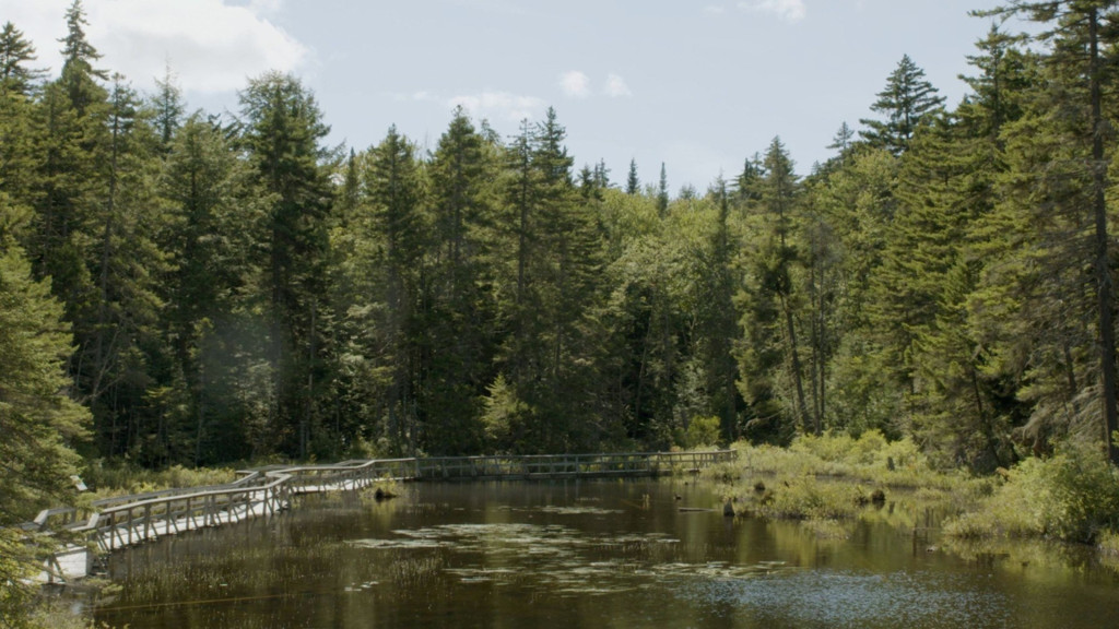 Paseo por el Bosque Tranquilo: Quebec