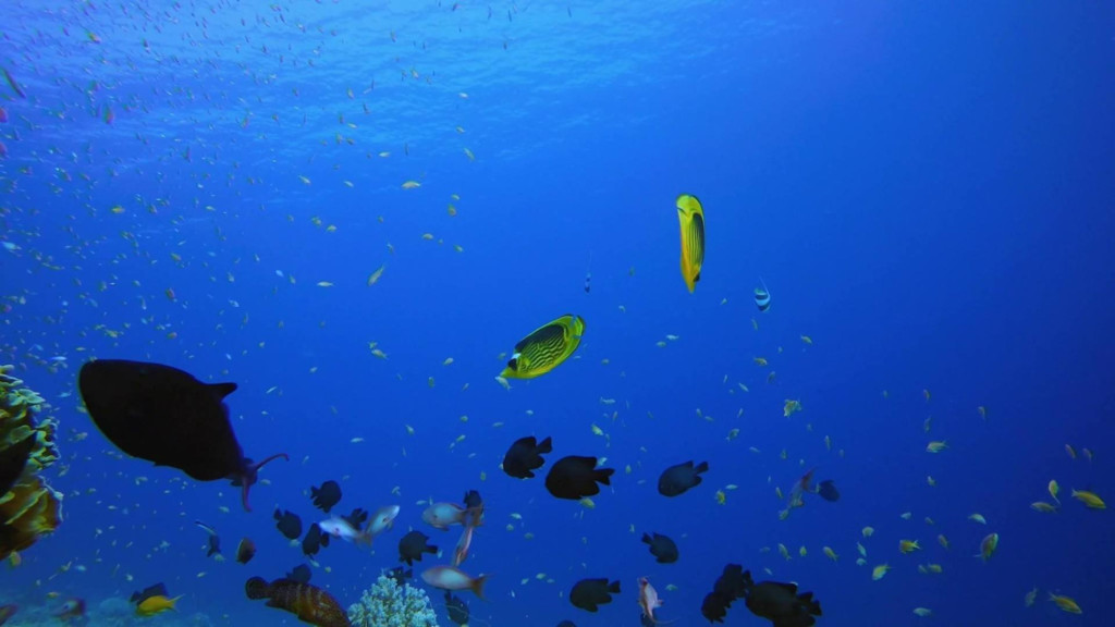 Maravillas Submarinas