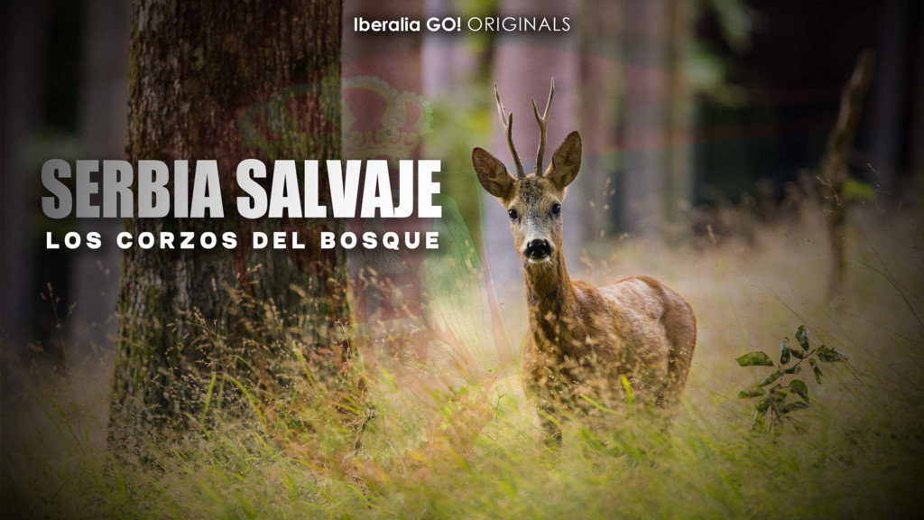 Corzos en Serbia el bosque