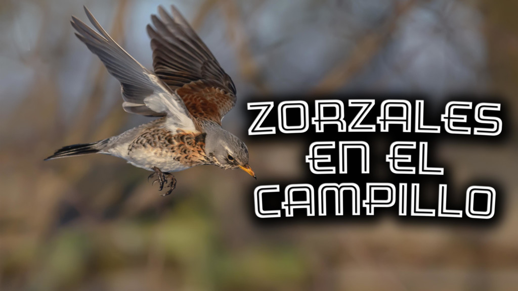 Zorzales en campillo del río
