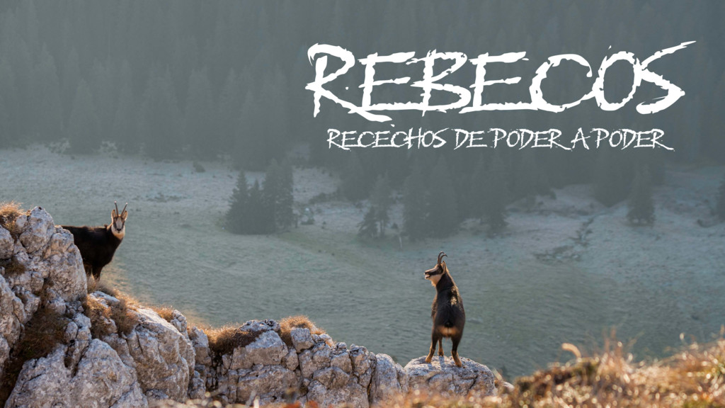 Rebeco. Recechos de poder a poder