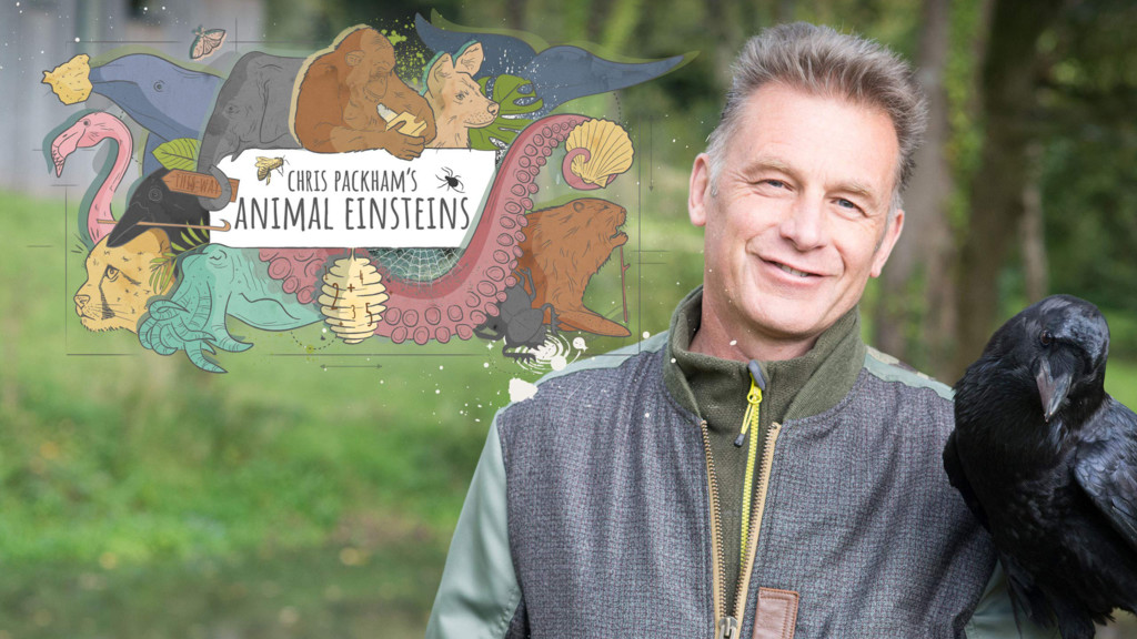 Animal Einsteins