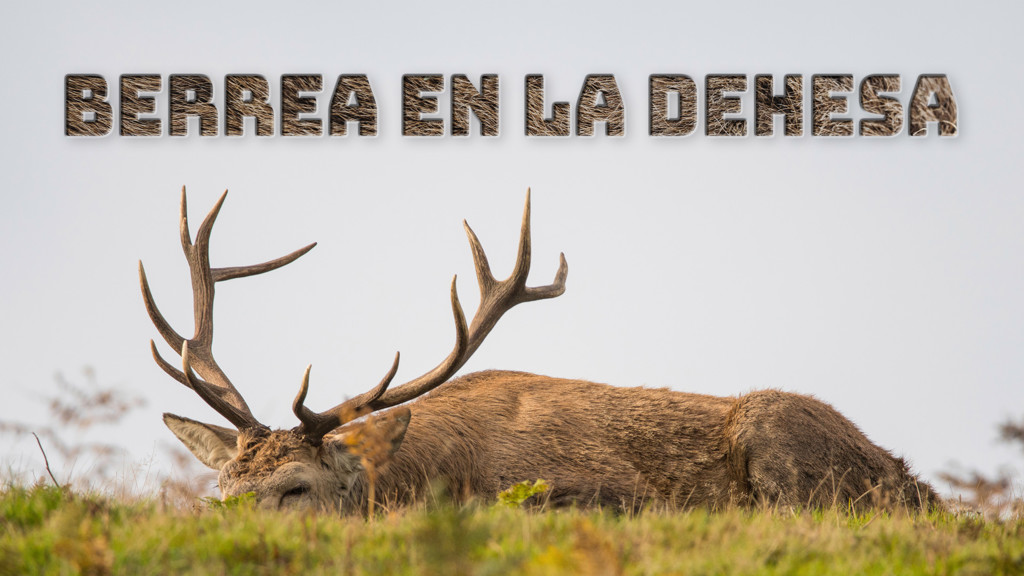 Berrea en la Dehesa