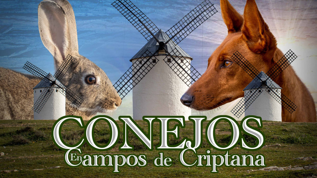 Conejos en campo de criptana