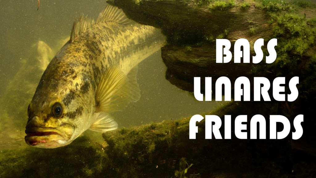 Bass linares friends