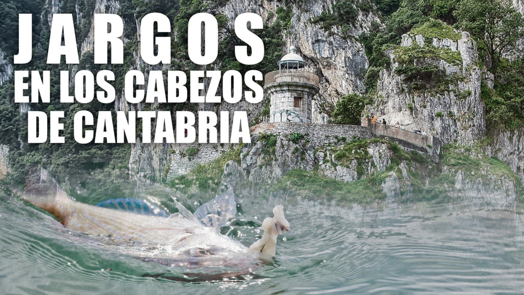 Sargos En Los Cabezos De Cantabria