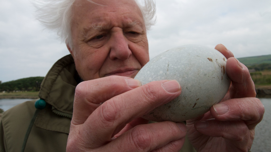 Mundo natural: Attenborough y la maravilla de los huevos de ave