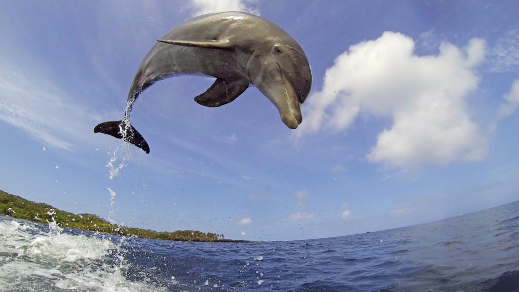 Delfines: Un espía en la manada