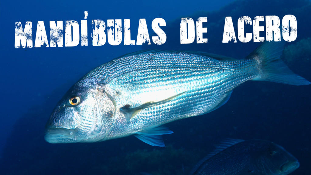 Mandibulas De Acero