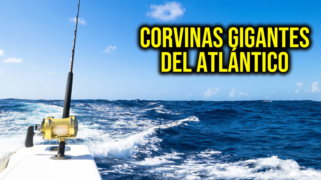 Corvinas Gigantes Del Atlántico