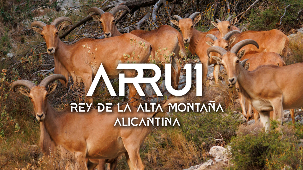 El rey de la alta montaña alicantina