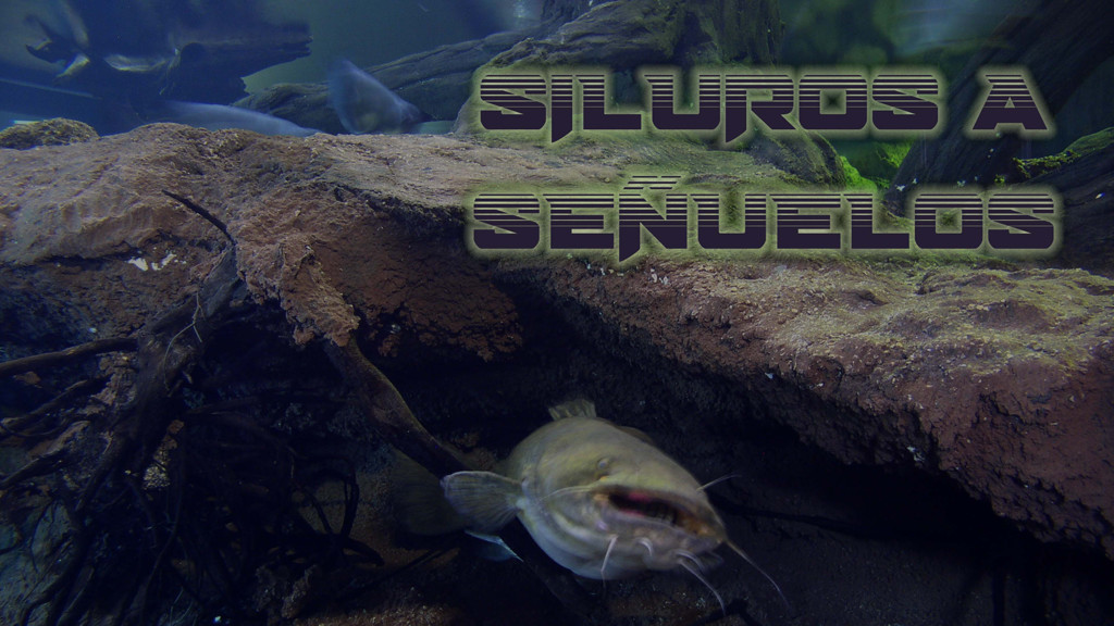 Siluros A Señuelos