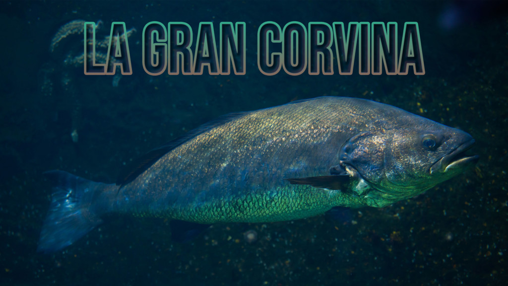 La Gran Corvina
