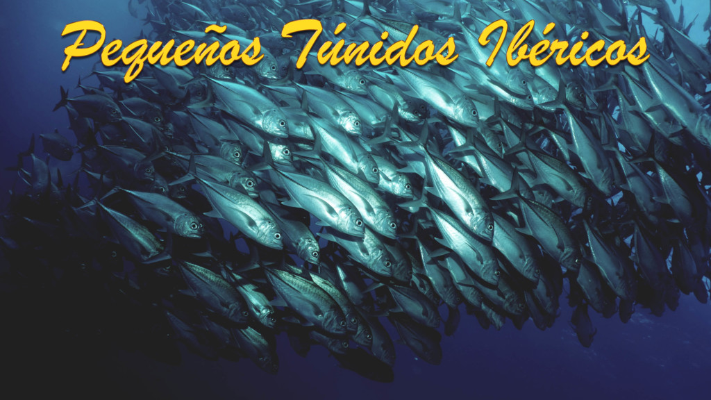 Pequeños tunidos