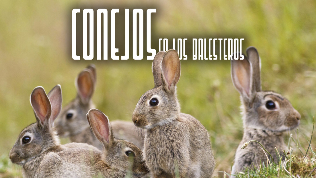 Conejos en los Ballesteros