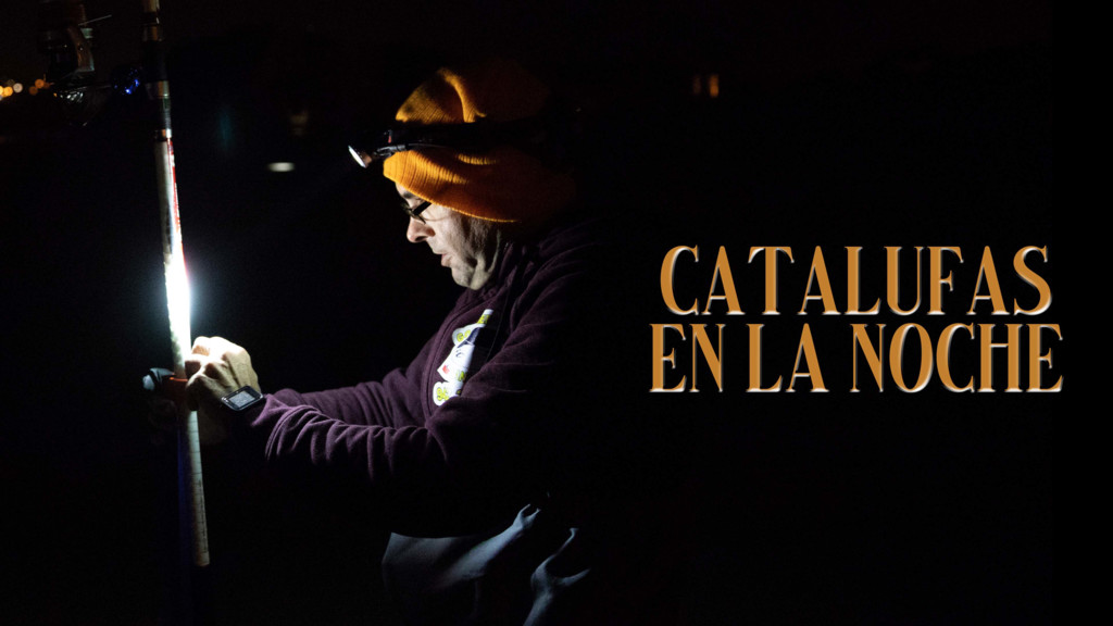 Catalufas en la noche