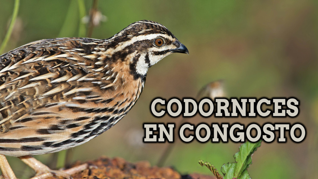 Codornices En Congosto