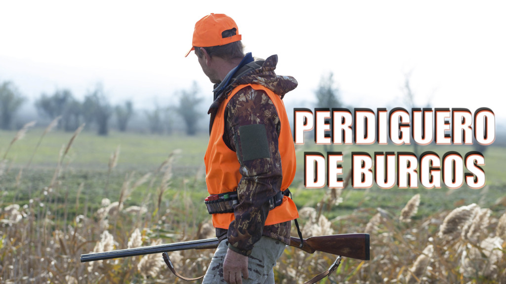 Perdiguero de Burgos