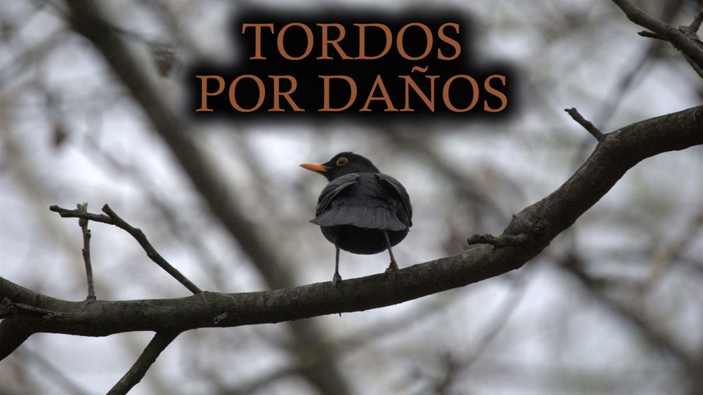 Tordos por daños