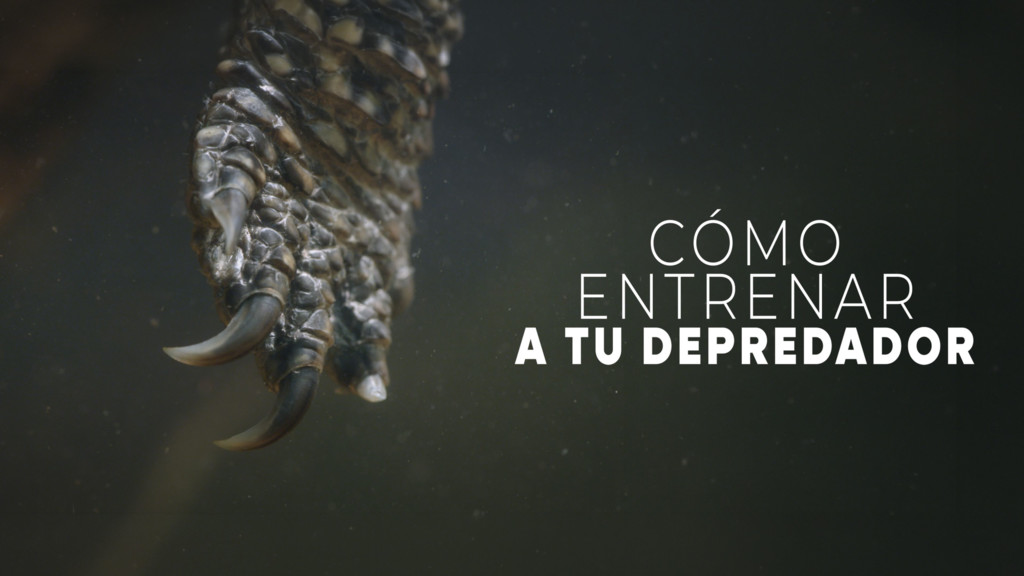 Cómo entrenar a tu depredador