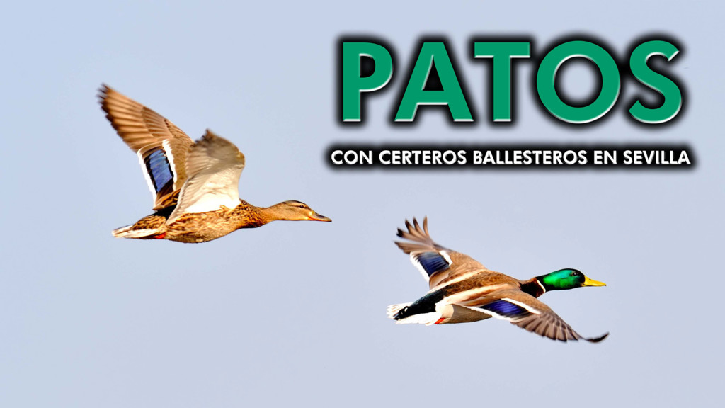 Patos con certeros ballesteros en Sevilla