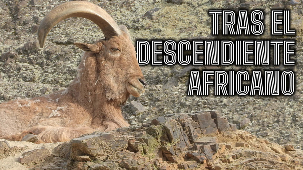 Tras El Descendiente Africano