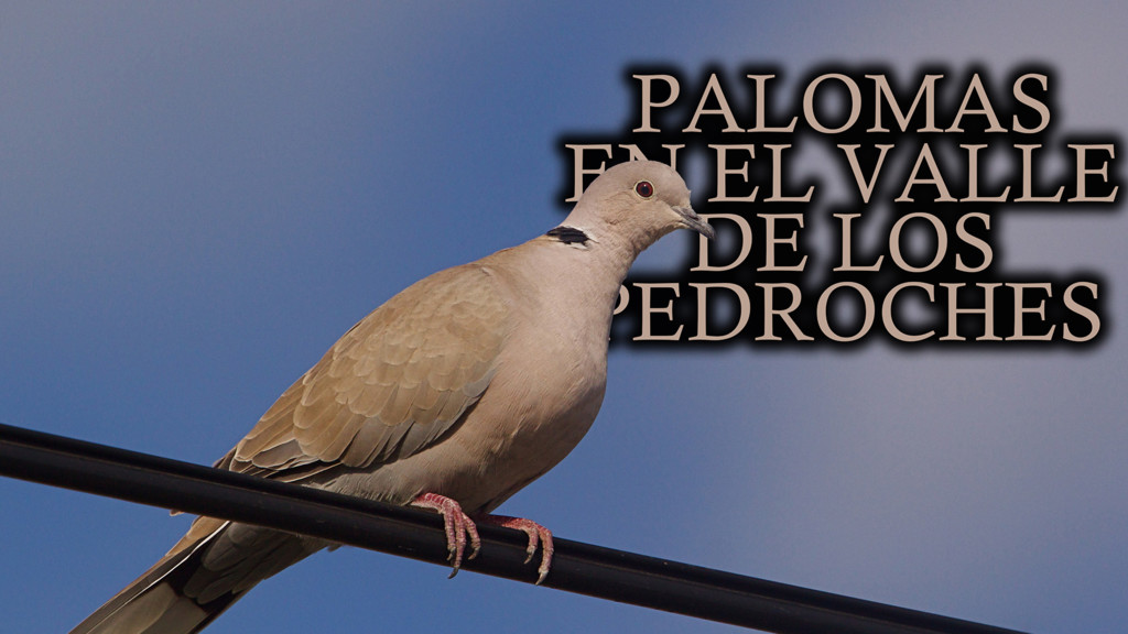 Palomas En El Valle De Los Pedroches